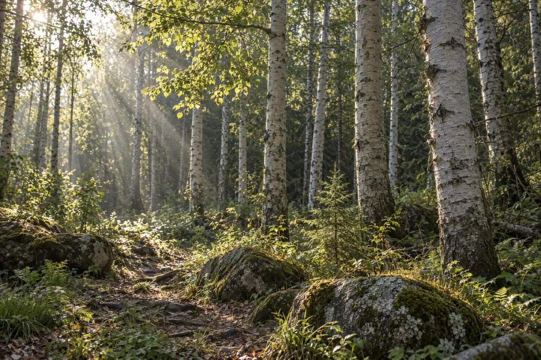 Коллекция ASCOMAX GROVE