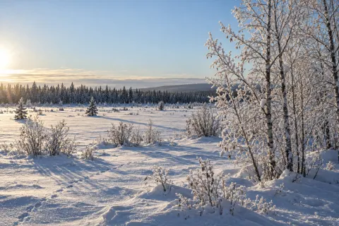 Коллекция ASCOMAX NORD